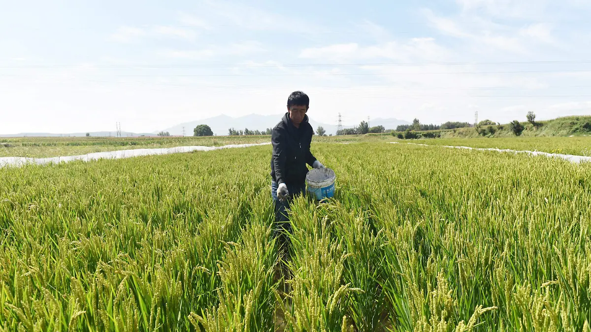 01 PORTADA 2020-09-12T120000Z_752053808_MT1IMGCN000TLOVH1_RTRMADP_3_CHINA-CHINESE-CRAB-RICE-POLYCULTURE-HEBEI